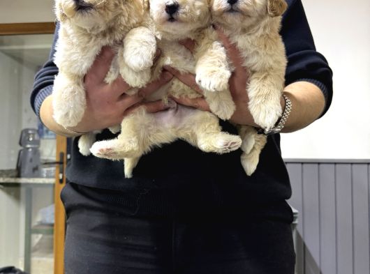Çeşi̇t Çeşi̇t Malti̇poo Buyrun Efendi̇m görsel