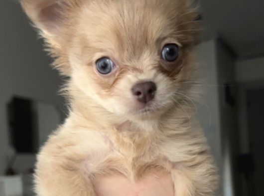 3 Aylık Dişi Chihuahua görsel