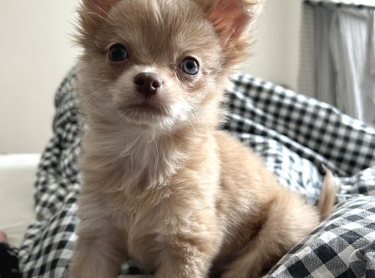 3 Aylık Dişi Chihuahua