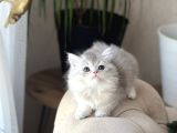 Hari̇ka Renk Sevi̇mli̇ Bri̇ti̇sh Longhai̇r Yavrum