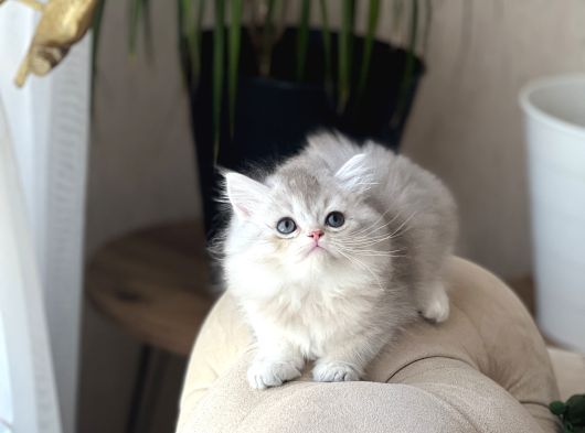Hari̇ka Renk Sevi̇mli̇ Bri̇ti̇sh Longhai̇r Yavrum görsel