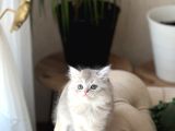 HARİKA RENK SEVİMLİ BRİTİSH LONGHAİR YAVRUM