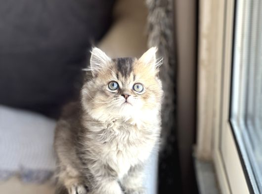 Nadi̇r Renk Bri̇ti̇sh Longhai̇r Golden Black görsel