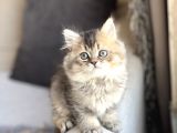 NADİR RENK BRİTİSH LONGHAİR GOLDEN BLACK