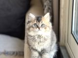 Nadi̇r Renk Bri̇ti̇sh Longhai̇r Golden Black