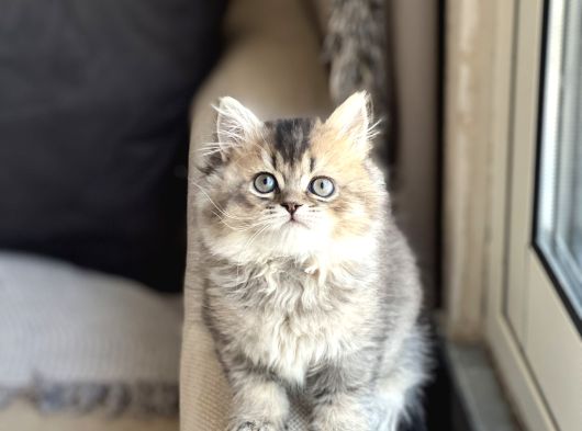Nadi̇r Renk Bri̇ti̇sh Longhai̇r Golden Black görsel