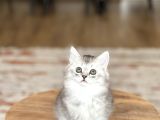 A Kali̇te Bri̇ti̇sh Longhai̇r Si̇lver Yavrum