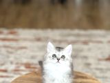 A Kali̇te Bri̇ti̇sh Longhai̇r Si̇lver Yavrum