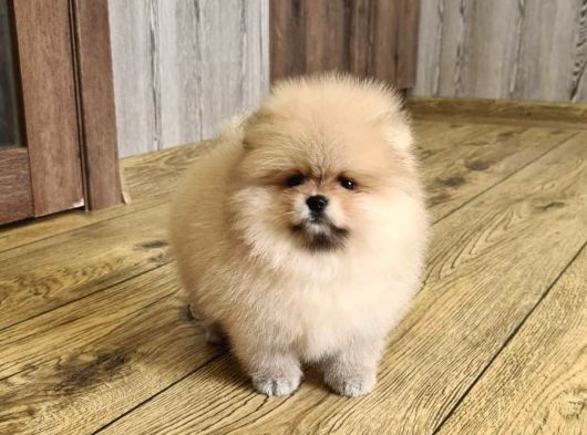 Teddy Bear Pomerani̇an Yavrulari görsel