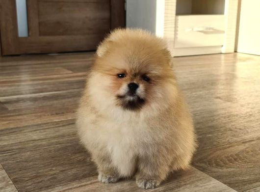 Teddy Bear Pomerani̇an Yavrulari görsel