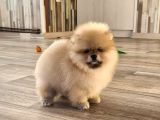 Teddy Bear Pomerani̇an Yavrulari