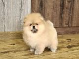 Teddy Bear Pomerani̇an Yavrulari