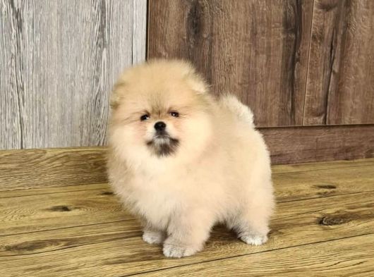Teddy Bear Pomerani̇an Yavrulari görsel