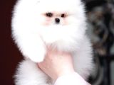 Teddy Bear Pomerani̇an Yavrulari