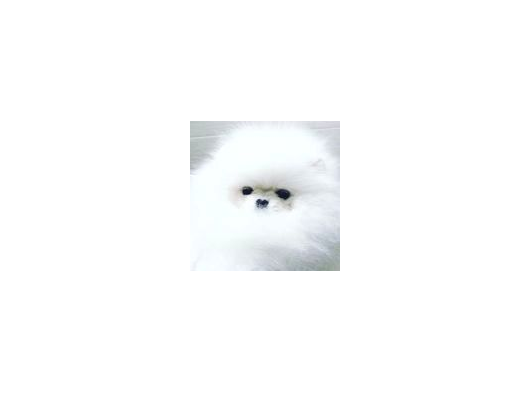 Teddy Bear Pomerani̇an Yavrulari görsel