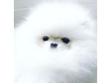 Teddy Bear Pomerani̇an Yavrulari