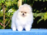 Teddy Bear Pomerani̇an Yavrulari