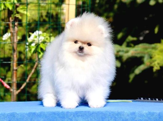 Teddy Bear Pomerani̇an Yavrulari görsel