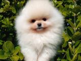 TEDDY BEAR POMERANİAN YAVRULARI