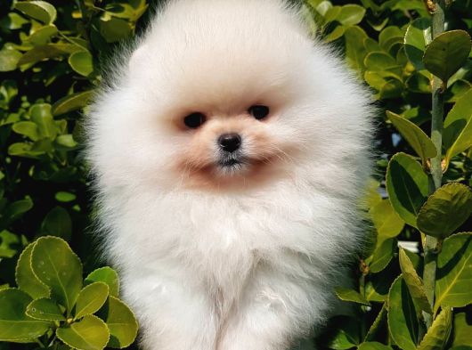 Teddy Bear Pomerani̇an Yavrulari görsel