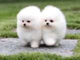 Teddy Bear Pomerani̇an Yavrulari
