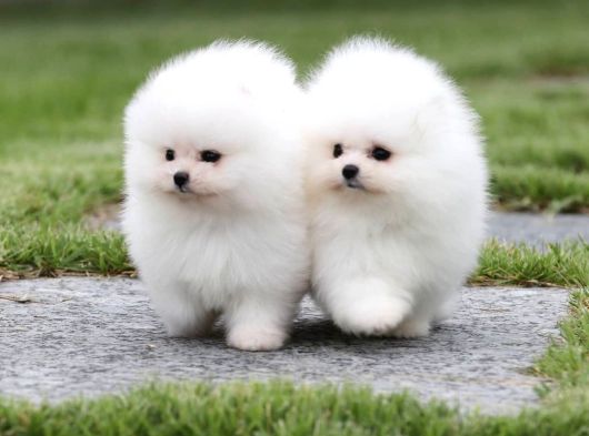 Teddy Bear Pomerani̇an Yavrulari görsel