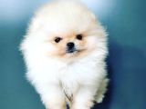 Teddy Bear Pomerani̇an Yavrulari