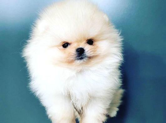 Teddy Bear Pomerani̇an Yavrulari görsel