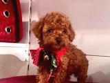 Safkan Pet Eğitimli Ev Doğumlu Minik Poodle Çocuklar