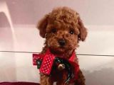 Safkan Pet eğitimli ev doğumlu minik poodle çocuklar