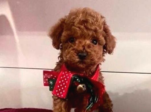Safkan Pet Eğitimli Ev Doğumlu Minik Poodle Çocuklar