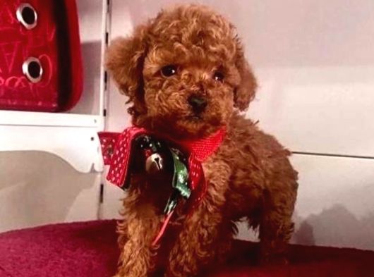 Safkan Pet Eğitimli Ev Doğumlu Minik Poodle Çocuklar görsel