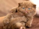 Sıradışı Chocolate British Shorthair Yavrumuz