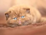 Sıradışı Chocolate British Shorthair Yavrumuz