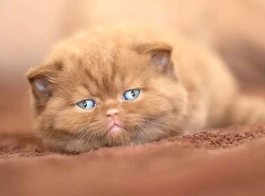 Sıradışı Chocolate British Shorthair Yavrumuz görsel