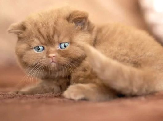 Sıradışı Chocolate British Shorthair yavrumuz