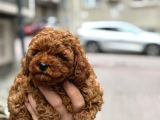 Mükemmel A Kalite Garantili Toy Poodle Yavrularımız