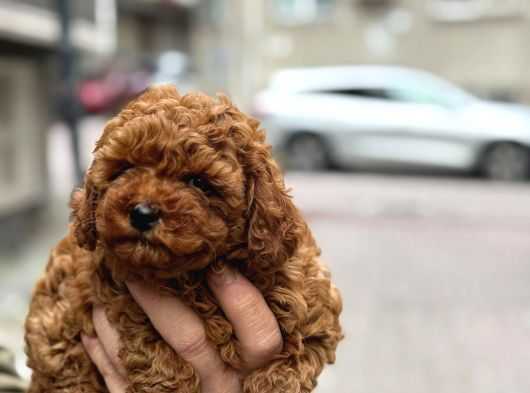 Mükemmel A Kalite Garantili Toy Poodle Yavrularımız görsel