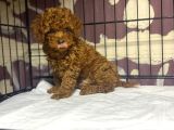 Mükemmel A Kalite Garantili Toy Poodle Yavrularımız