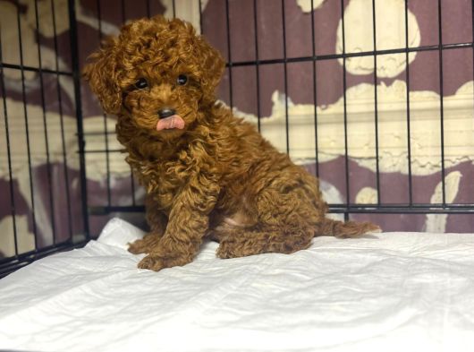 Mükemmel A Kalite Garantili Toy Poodle Yavrularımız görsel