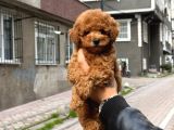 Harika toy Poodle yavrumuz