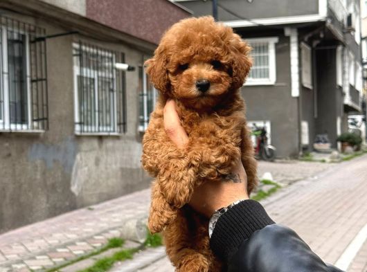 Harika Toy Poodle Yavrumuz