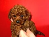 Mükemmel A Kalite Garantili Toy Poodle Yavrularımız