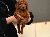 Mükemmel A Kalite Garantili Toy Poodle Yavrularımız