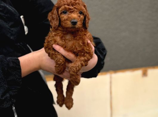 Mükemmel A Kalite Garantili Toy Poodle Yavrularımız görsel
