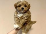 F2 MALTİPOO YAVRULARI ANTALYA