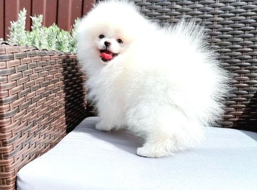 Teddy Bear Pomerani̇an Yavrulari görsel