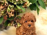 Şahane Toy Poodle Yavrulari