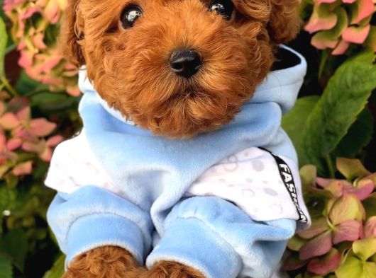 Şahane Toy Poodle Yavrulari görsel