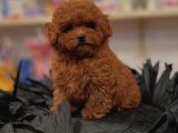 Efsane Toy Poodle Yavrulari